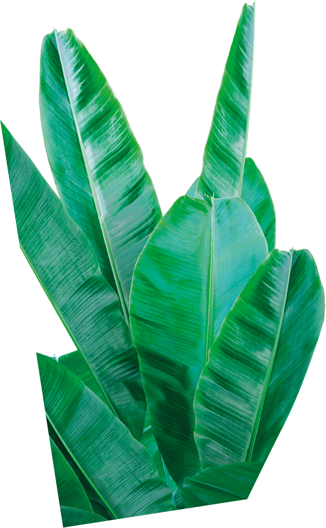 plant